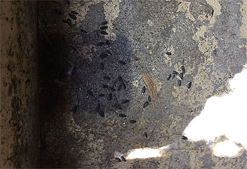 Mice Control Project | Attic Cleaning Daly City, CA Mice Control Project | Attic Cleaning Daly City, CA
