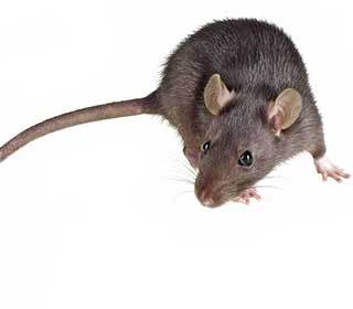 Mice or Rats? | Attic Cleaning Daly City, CA Mice or Rats? | Attic Cleaning Daly City, CA