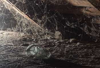 Rodent Proofing | Attic Cleaning Daly City, CA Rodent Proofing | Attic Cleaning Daly City, CA