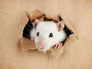 Rodent Proofing Services | Attic Cleaning Daly City, CA Rodent Proofing Services | Attic Cleaning Daly City, CA